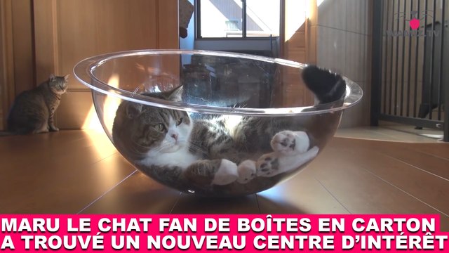 Maru, le chat fan de boîtes en carton, a trouvé un nouveau centre d'intérêt ! Tout de suite dans la Minute Chat #199