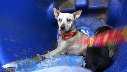 Ils secourent une chienne dans une benne à ordure, mais cette dernière sera en bonne compagnie