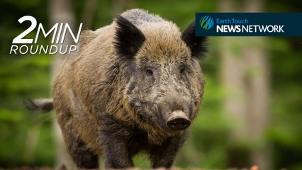 Radioactive boars, creating Jungle Book's animated creatures & a kakapo comeback