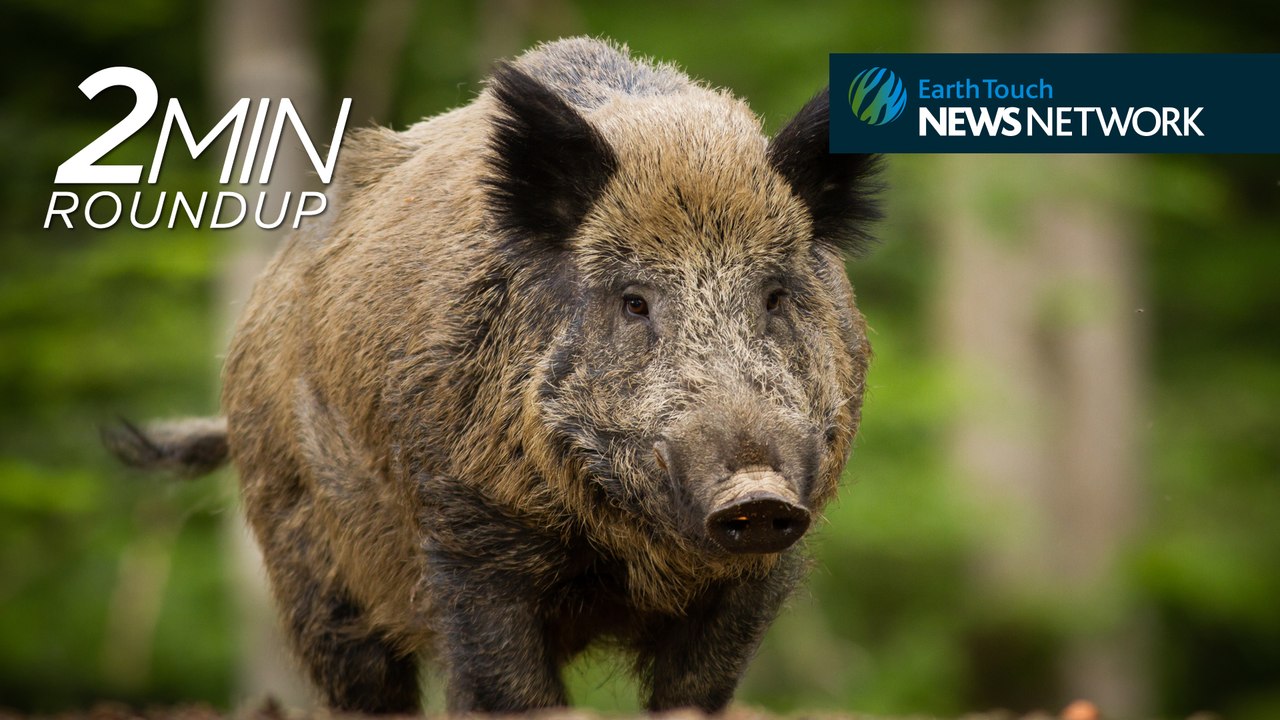 Radioactive boars, creating Jungle Book's animated creatures & a kakapo comeback