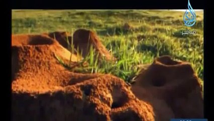 بيوت النمل تحت الأرض سبحان الله