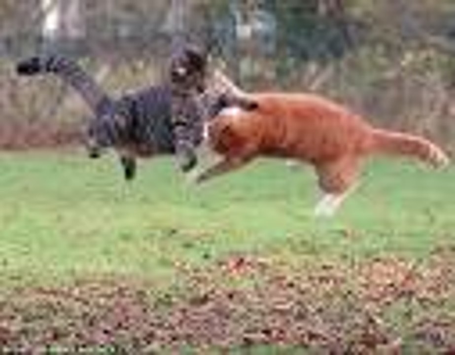Cat vs Cat   fight !!!