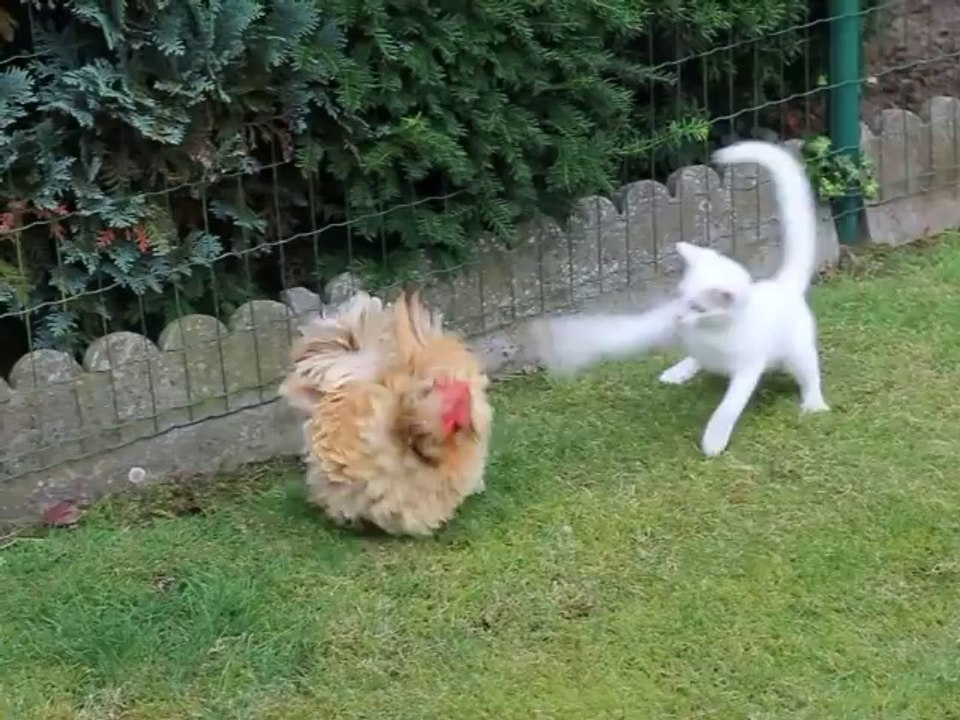 Chicken vs Cat