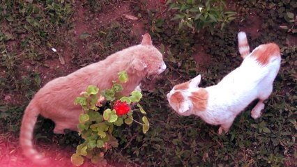 Real Fight Cat vs Cat