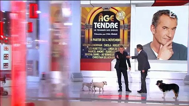 Surréaliste : Dechavanne et Drucker parlent de leurs chiens dans Vivement dimanche