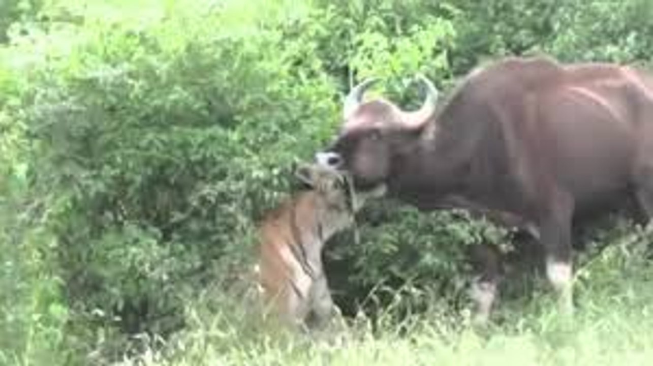 big Tiger attacks Buffalo