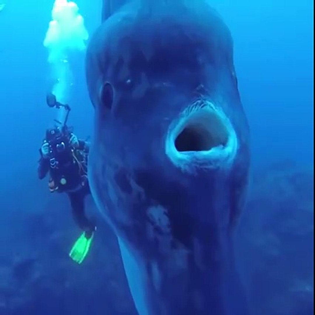 Un poisson-lune géant filmé par des plongeurs - Vidéo Dailymotion