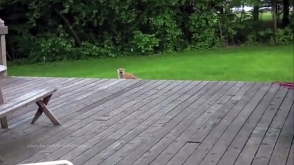 Животные исполняют «Numb» Linkin Park