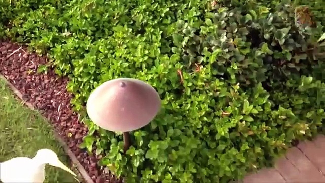 ANGRY BIRDS Attacks Tiger, Snake, Lizard, Man - Amazing animal attack