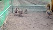 Des bébés autruches courent dans leur enclos et c'est trop chou