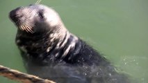 Grey Seal - Howth Harbour (Dublin)