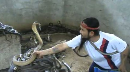 Man Selecting Cobras For Snake Show