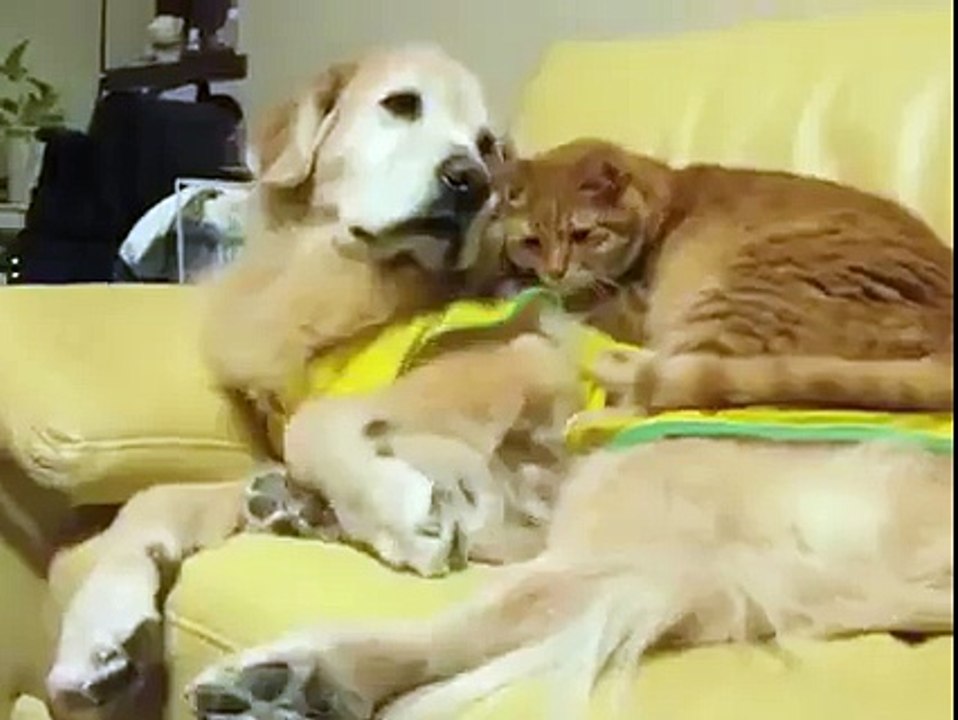 Comme chien et chat... Petite sieste entre potes