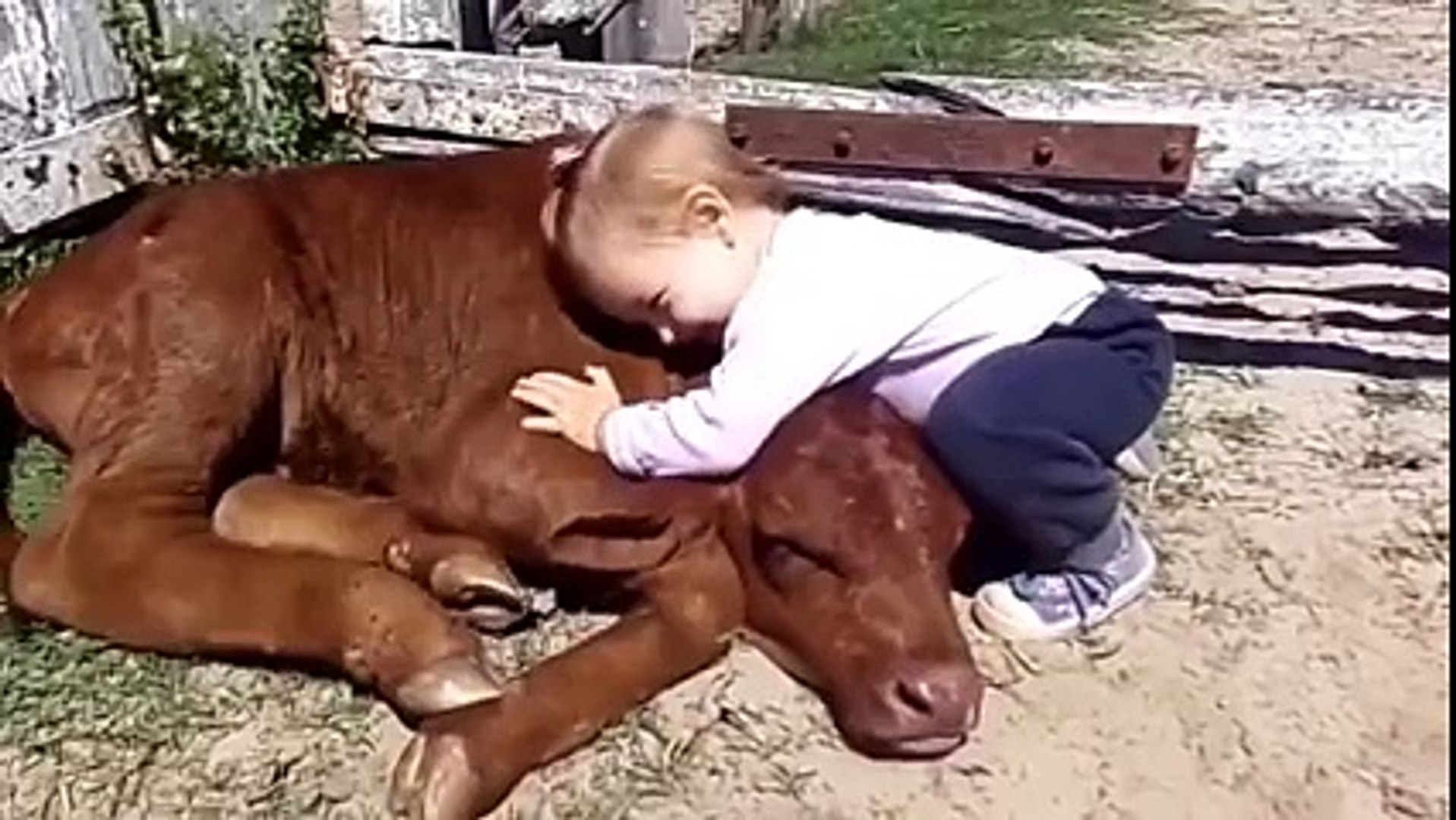 Belle Amitie Entre Un Bebe Et Un Veau Trop Mignon Video Dailymotion