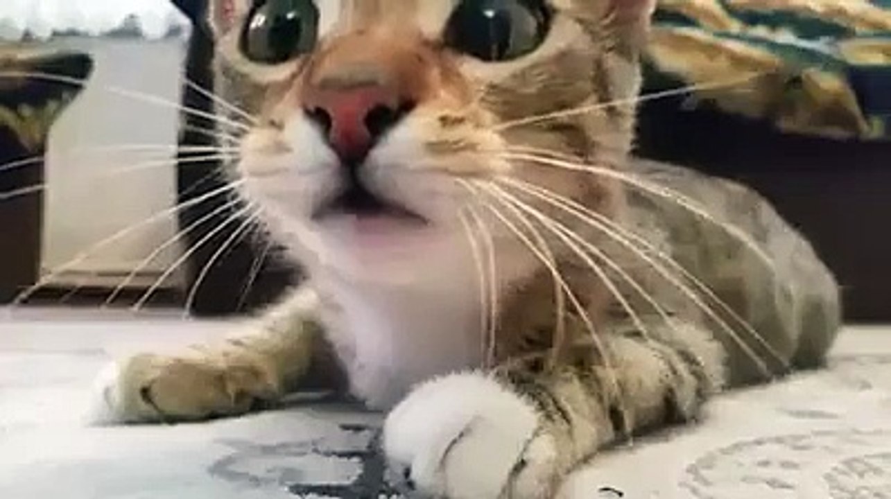 Le chat le plus mignon du monde filmé en gros plan