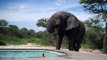 Un éléphant assoiffé vient squatter une piscine en pleine pool party