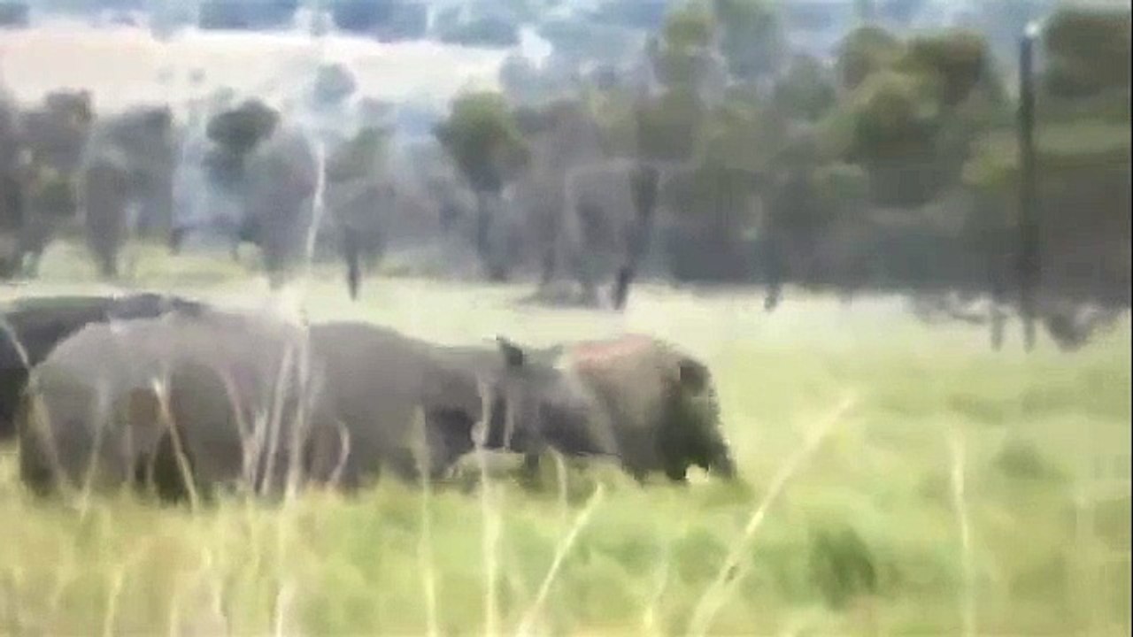 Buffalo Vs Rhino