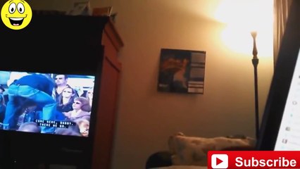 LeBuzz: Des Chats Vraiment Trop Cons