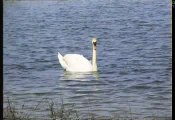 Swans on Stanwick Lakes ,Northamptonshire. UK
