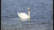 Swans on Stanwick Lakes ,Northamptonshire. UK