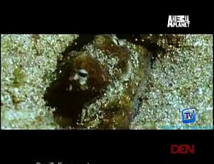 Animal Battlegrounds 28th October 2014 Video Watch Online pt2