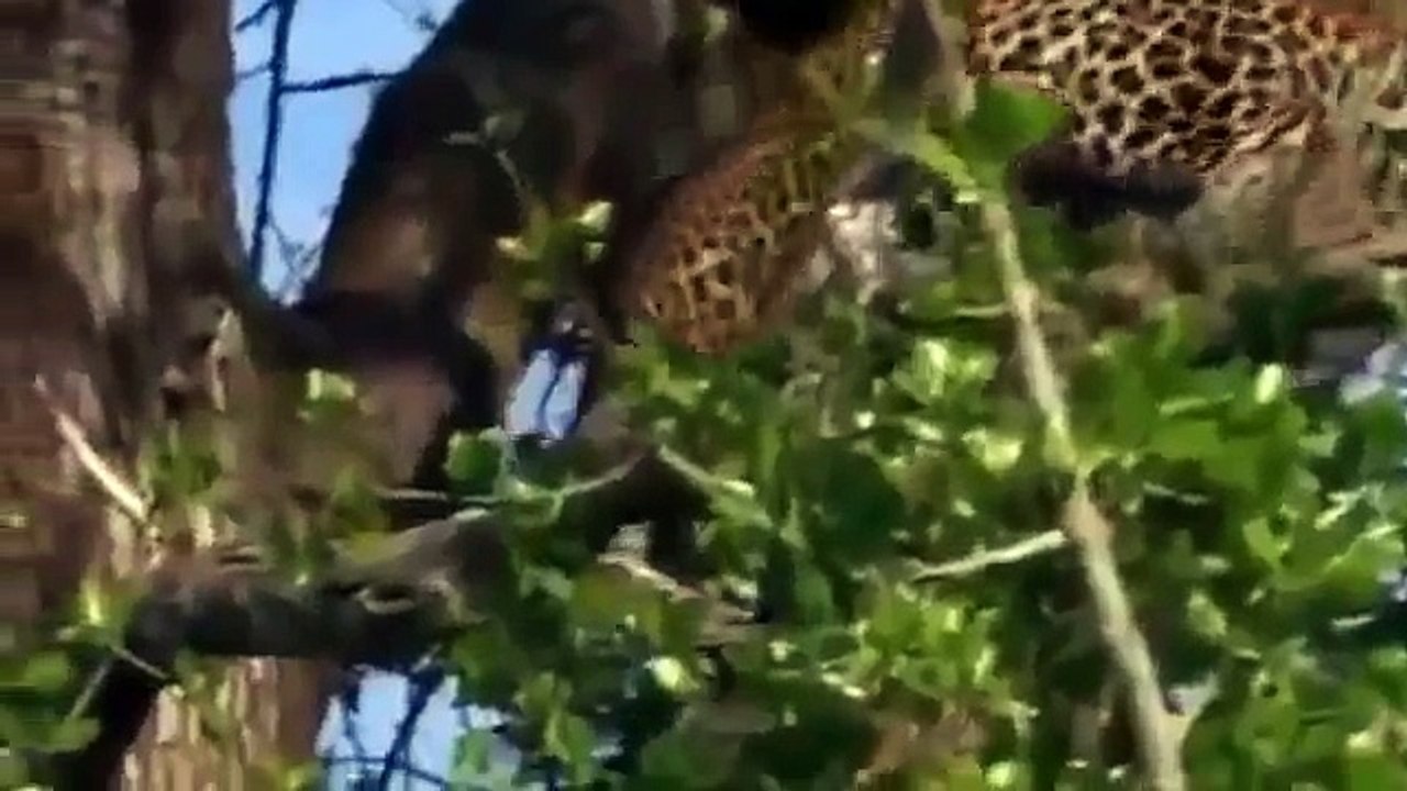 Lions Documentary- Game of Champions - Animal Planet - Special Biggest Africa Animals