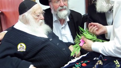 Le rabbin Chaim Kanievsky bénit la plante de cannabis pour Pâques (2016) (STFR)