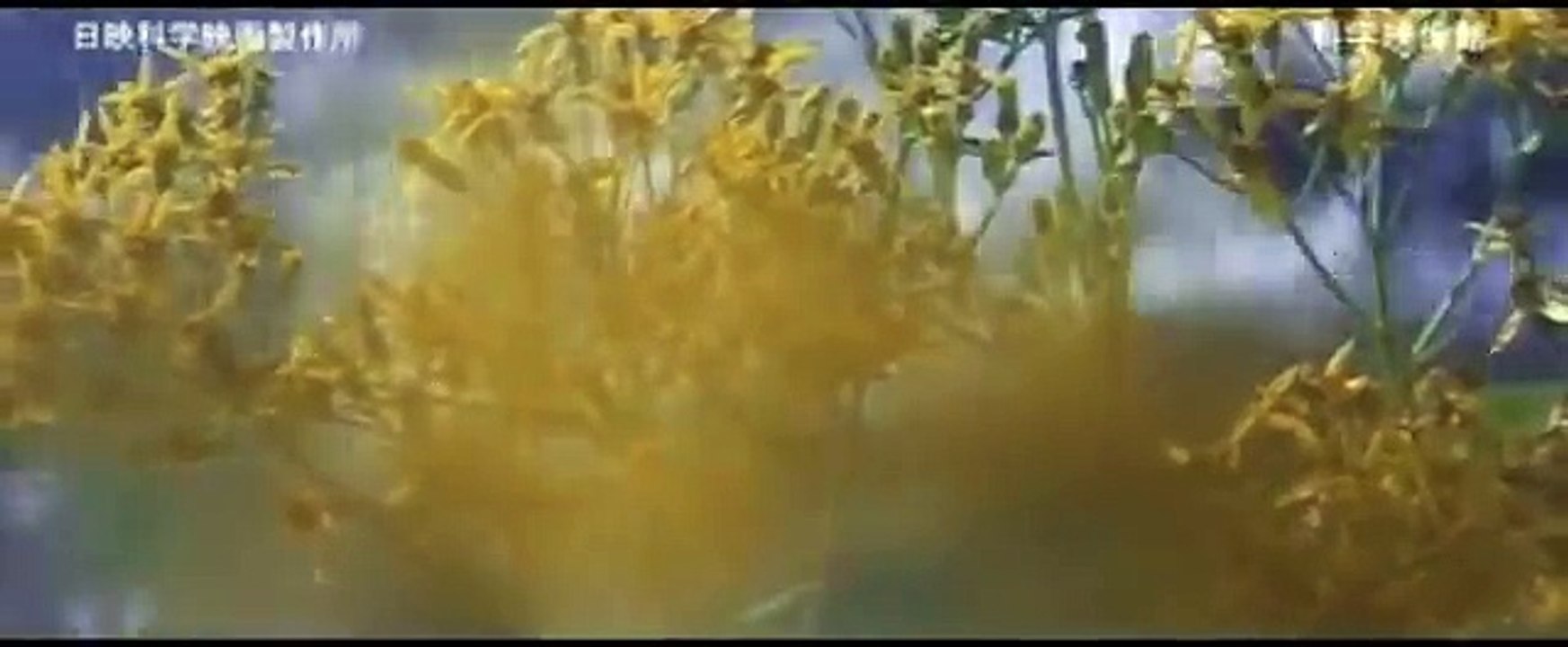 「日本誕生」日映科学映画製作所製作