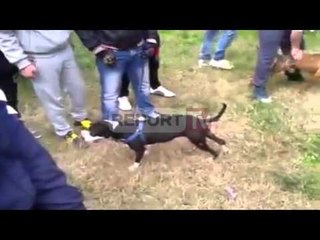 Report TV - Tiranë, rreziku nga qentë “Pitbull”, dy incidente në tre ditë