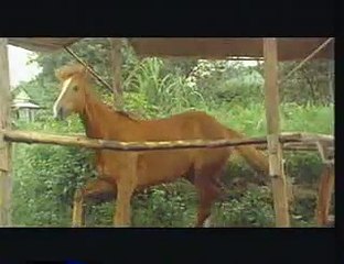 Monkey fist and Horse fist 11