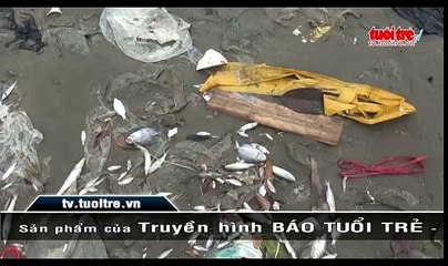 Cá chết hàng loạt dọc bờ biển