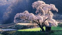 FUNNY aHA worid Heritage@japanese blossoming sakura