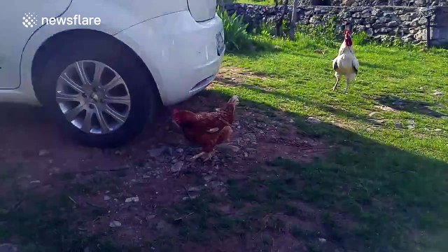 Hungry chicken eats glass snake