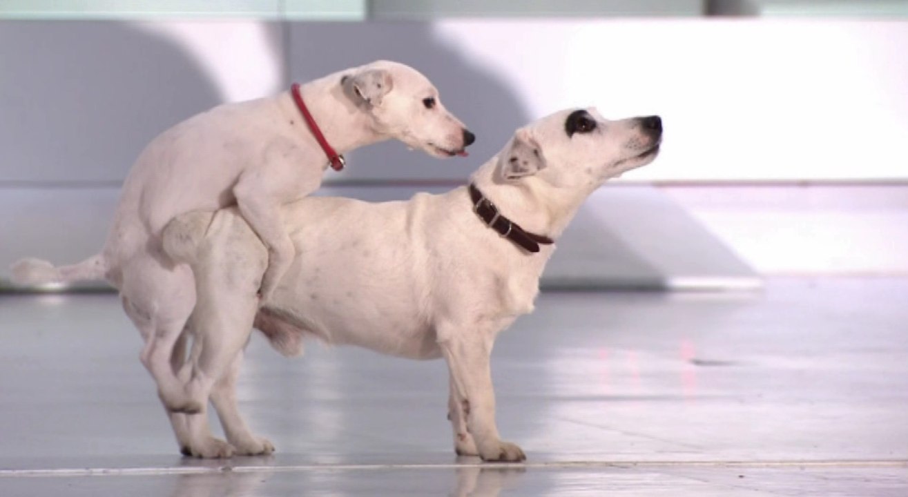 Les chiens de Christophe Dechavanne se lâchent sur le plateau de Vivement Dimanche ! - ZAPPING TÉLÉ DU 25/04/2016