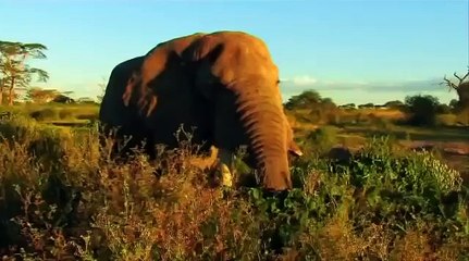 Muhteşem Avcılar   Belgesel