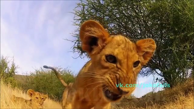 ПРИКОЛ №140 подборка приколов Апрель 2016 Смешное Видео Jokes Time приколы