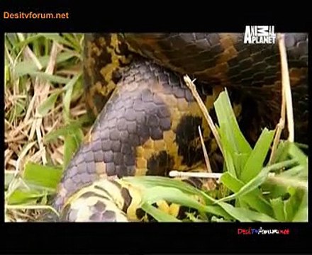Animal Planet Safari 15th January 2015 Video Watch Online PT3
