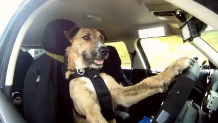 Meet Porter. The Worlds First Driving Dog