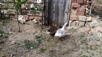 kaz ve yavruları--- Şefaatli- Caferli köyünde