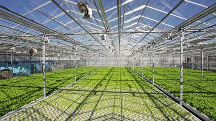 Census and Agriculture