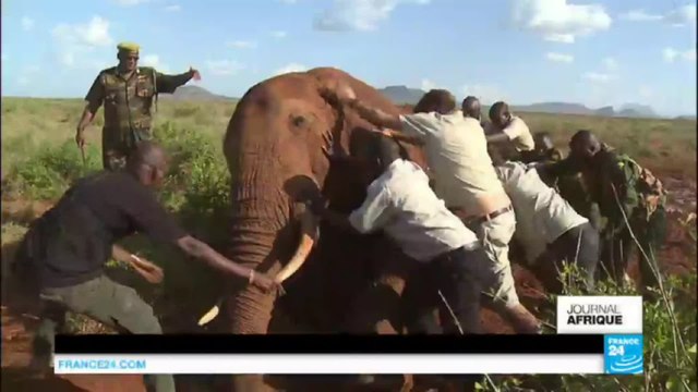 KENYA - TGV Nairobi - Mombasa : Un risque pour les éléphants ?
