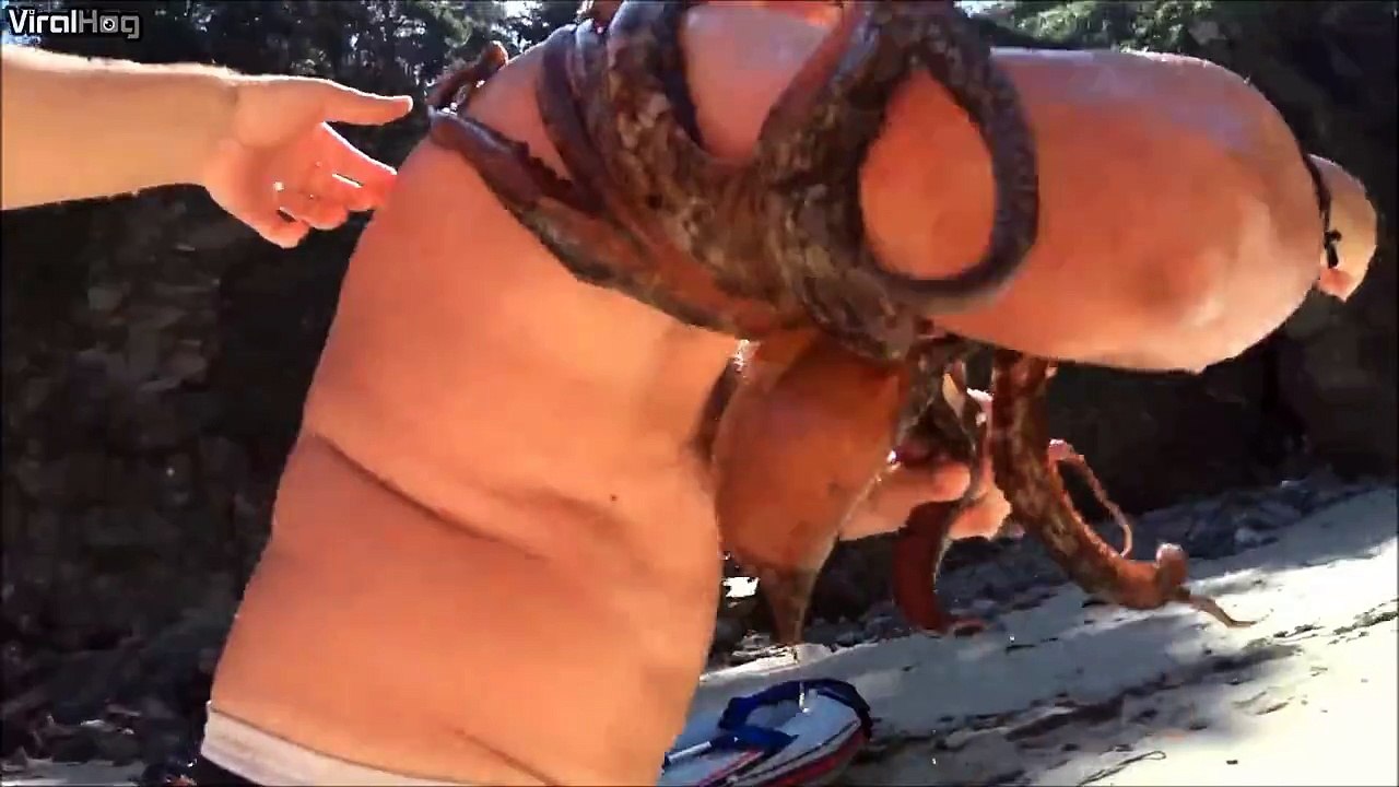 Calamari Attacks...