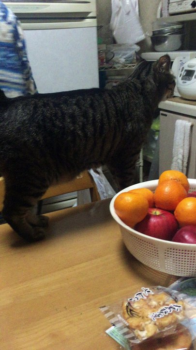 猫の＂ピーコ＂です 