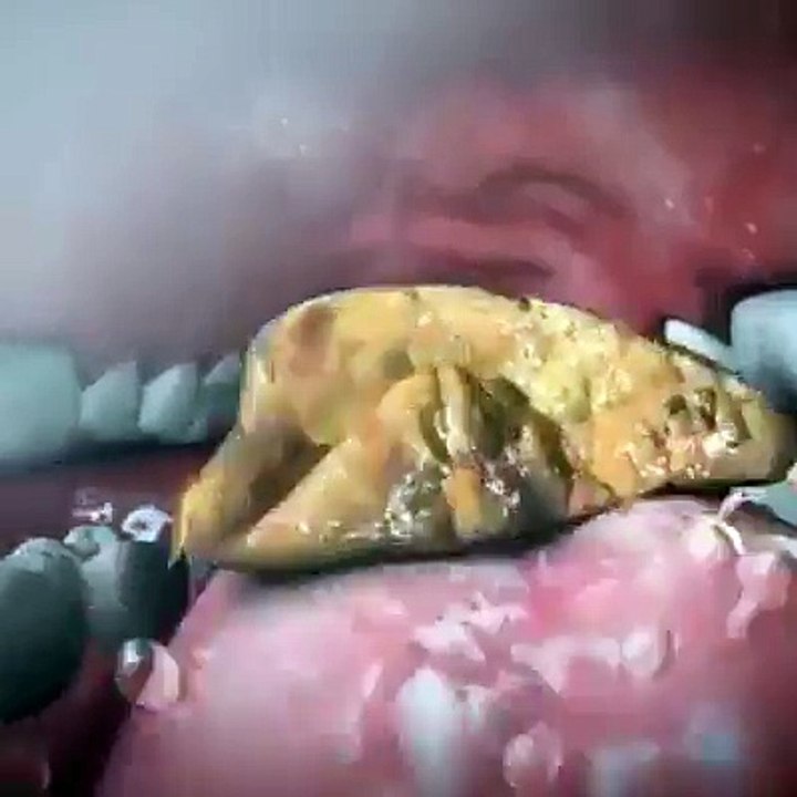 how food go to stomatch