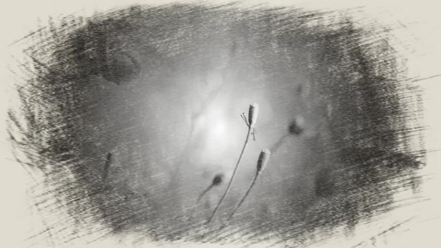 Duet Milosevic - Aleksic - Sve se kunem i preklinjem necu poci za maloga