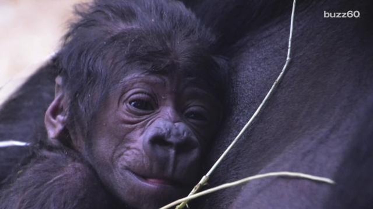 Gorilla Unexpectedly Born at Prague Zoo