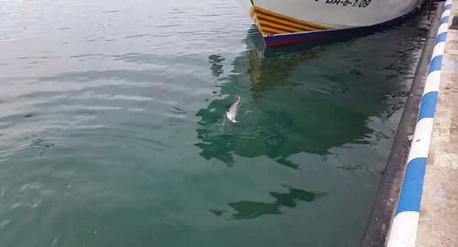 Un thon avale une mouette par erreur puis la recrache
