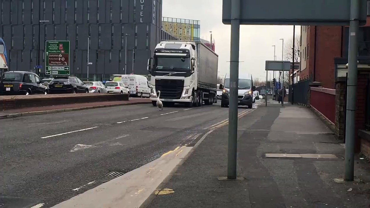 This swan decided to take a stroll in the middle of a Manchester street during rush hour. It caused havoc as all the car