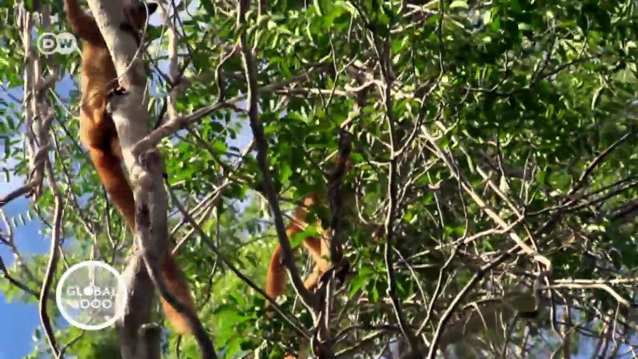 Lemurs in Madagascar | Global 3000