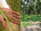 Medicinal Rice T9 based Formulations for Tenesmus: Pankaj Oudhia's Medicinal Plant Database